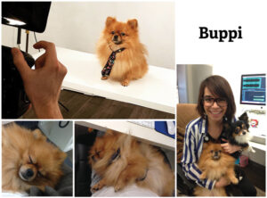 Buppi, Therapy Dog Extraordinaire